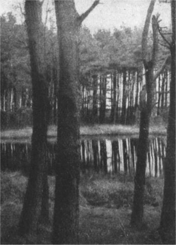 Petrusmoor